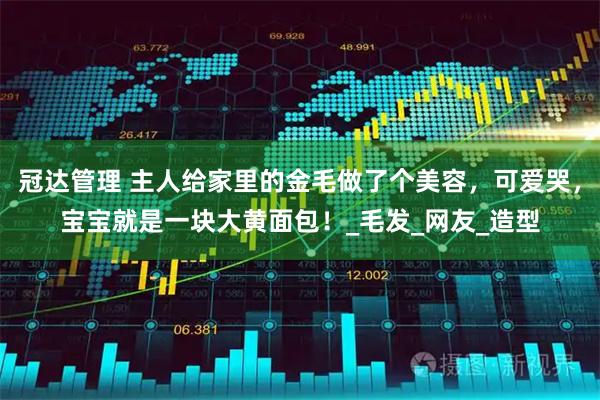冠达管理 主人给家里的金毛做了个美容，可爱哭，宝宝就是一块大黄面包！_毛发_网友_造型